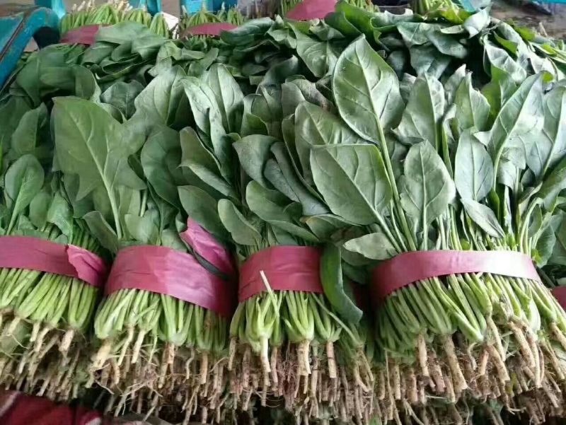 蔬菜齐全，需要的联系我