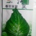 已**牛心甘蓝春甘蓝种子（春丰）越冬甘蓝种子