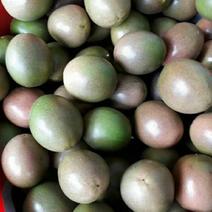百香果台农，紫果广西产地与及越南产地中大果包装发货。