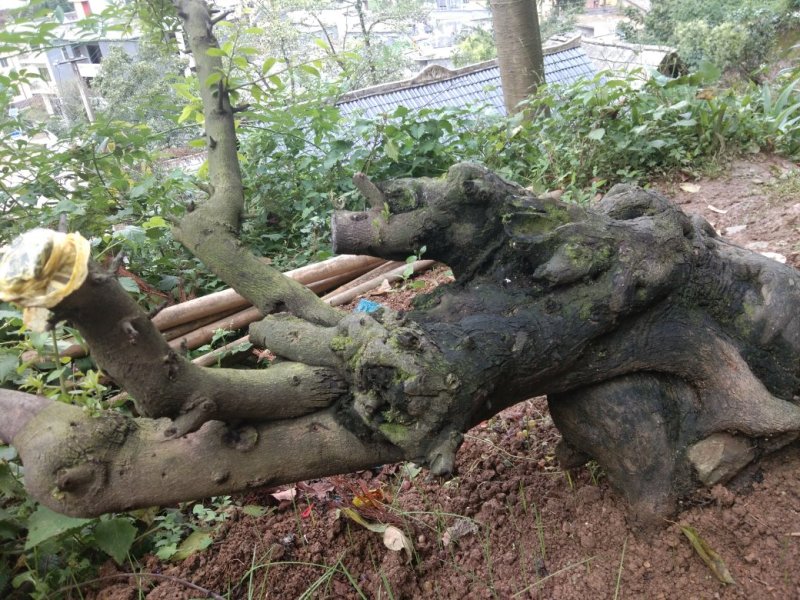金弹子