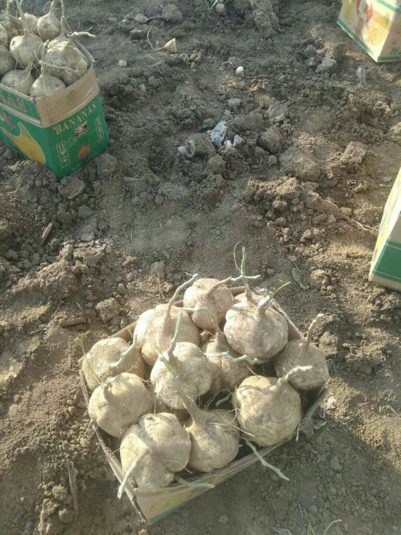 豆薯凉薯地瓜沙葛