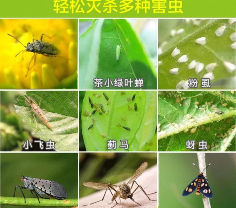（买百送十）双面黄板果园专用蓝板贴蓟马白粉虱诱虫板粘飞虫