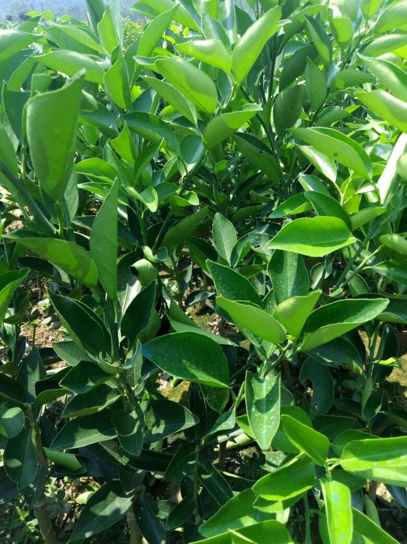 夏橙苗阿尔及利亚福罗斯特品种个大皮薄颜色橙黄口感十足