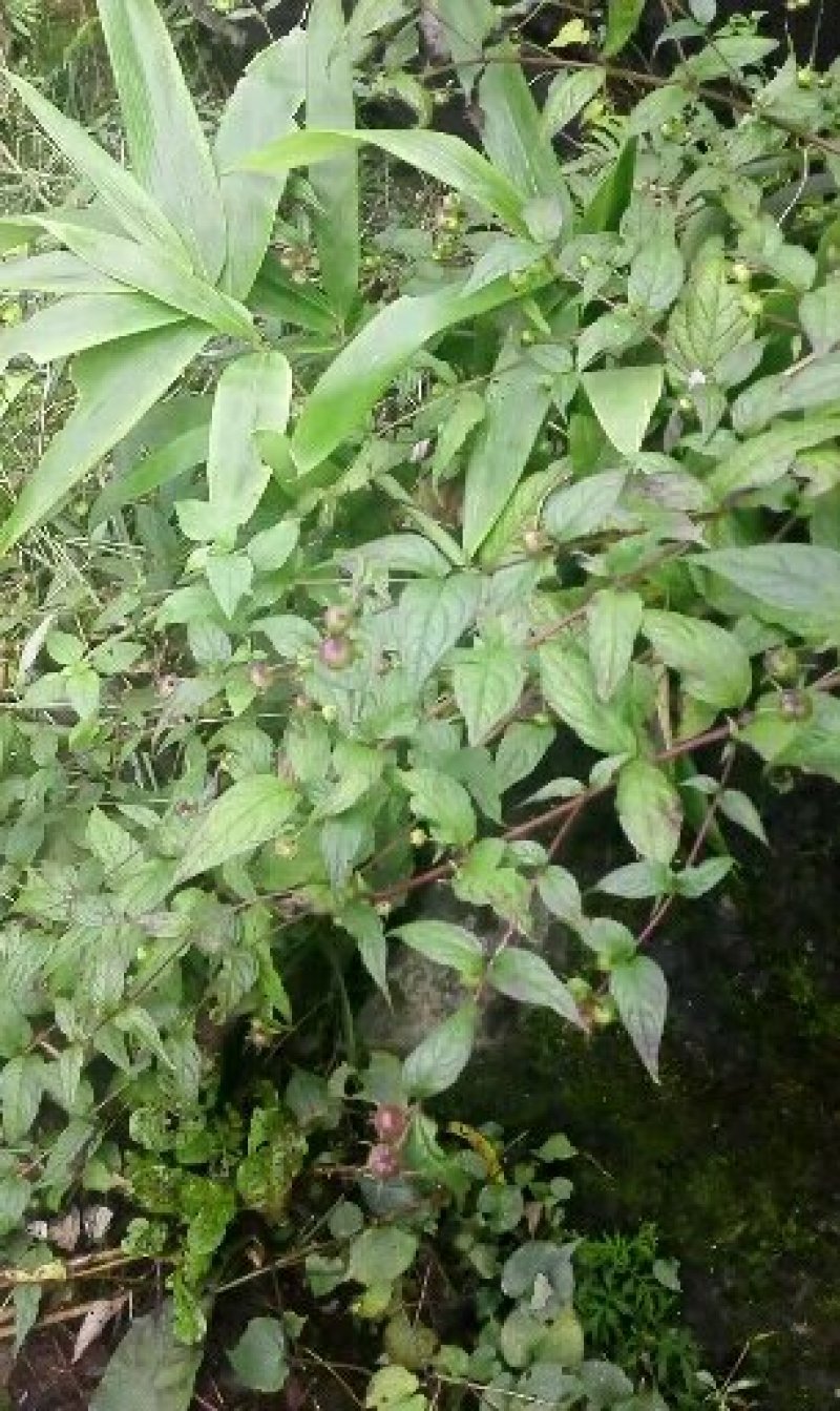 蜘蛛果苗
