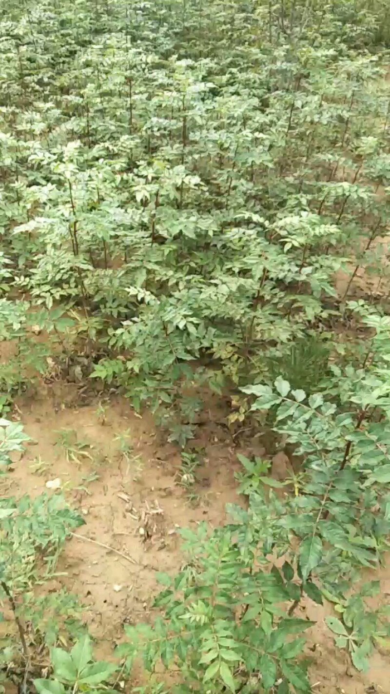 花椒苗