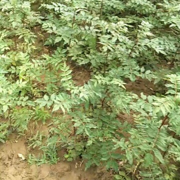 花椒苗