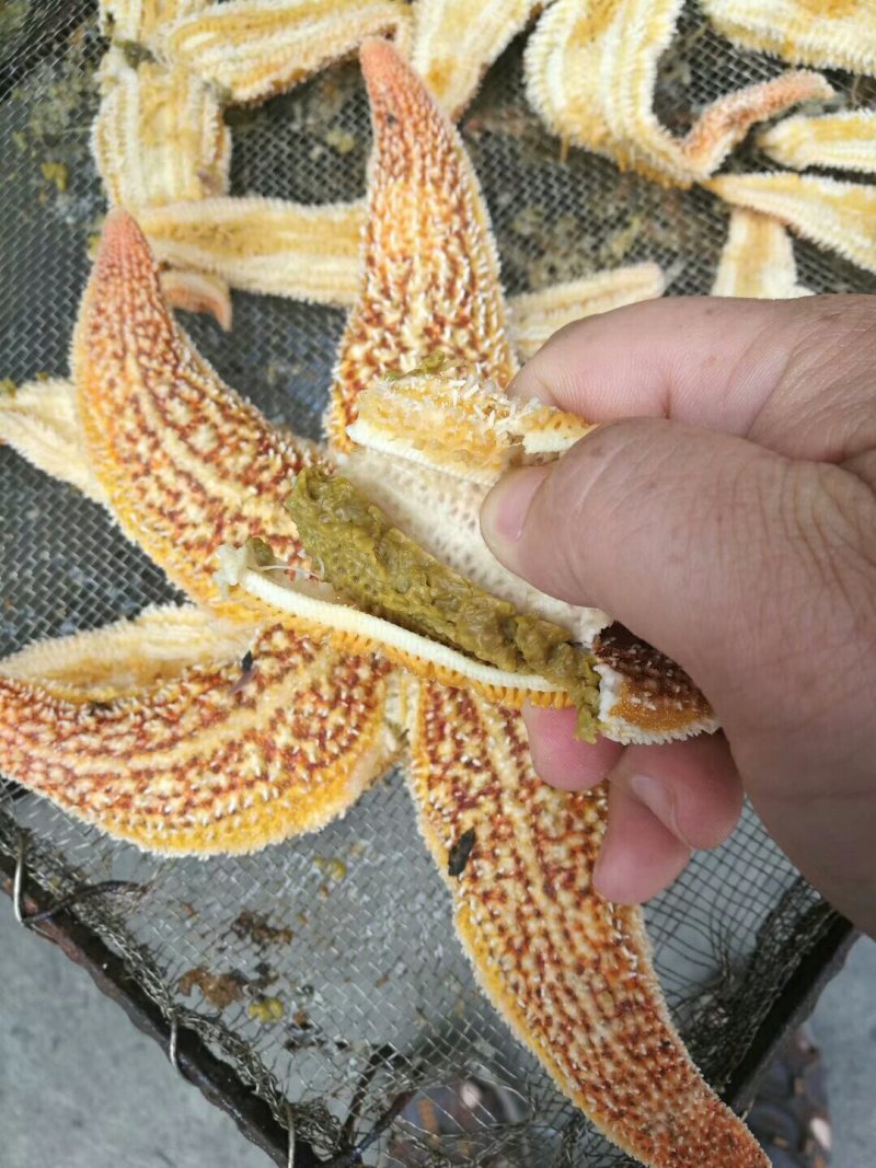 海星，大小规格，籽粒饱满，品质保证，各地冷链发货欢迎垂询
