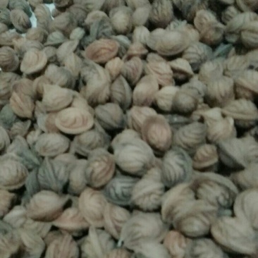 文玩核桃