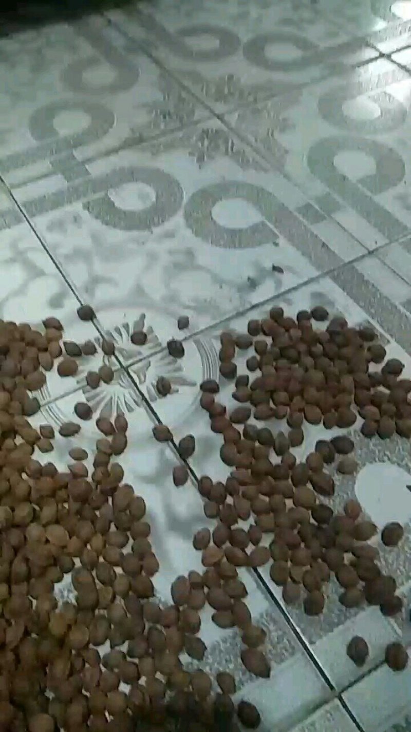 文玩核桃