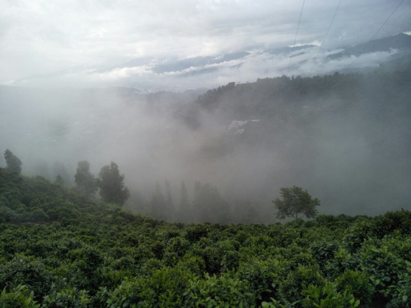 云南省临沧市凤庆县纯手工高山云雾茶