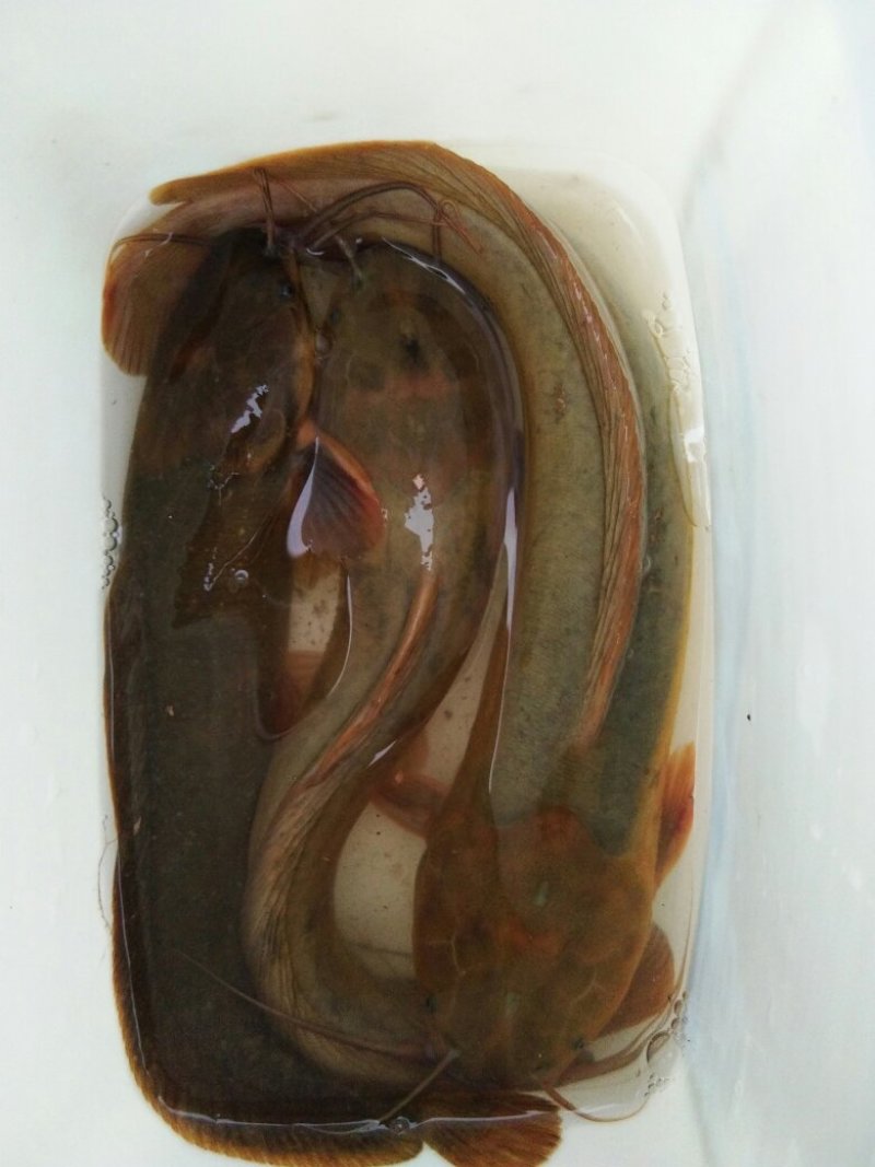 塘鲺2至3两