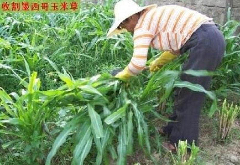 墨西哥玉米草种子鸡鸭鱼鹅，猪牛羊都喜食