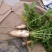 忻府区万亩滩萝卜大丰收了！
