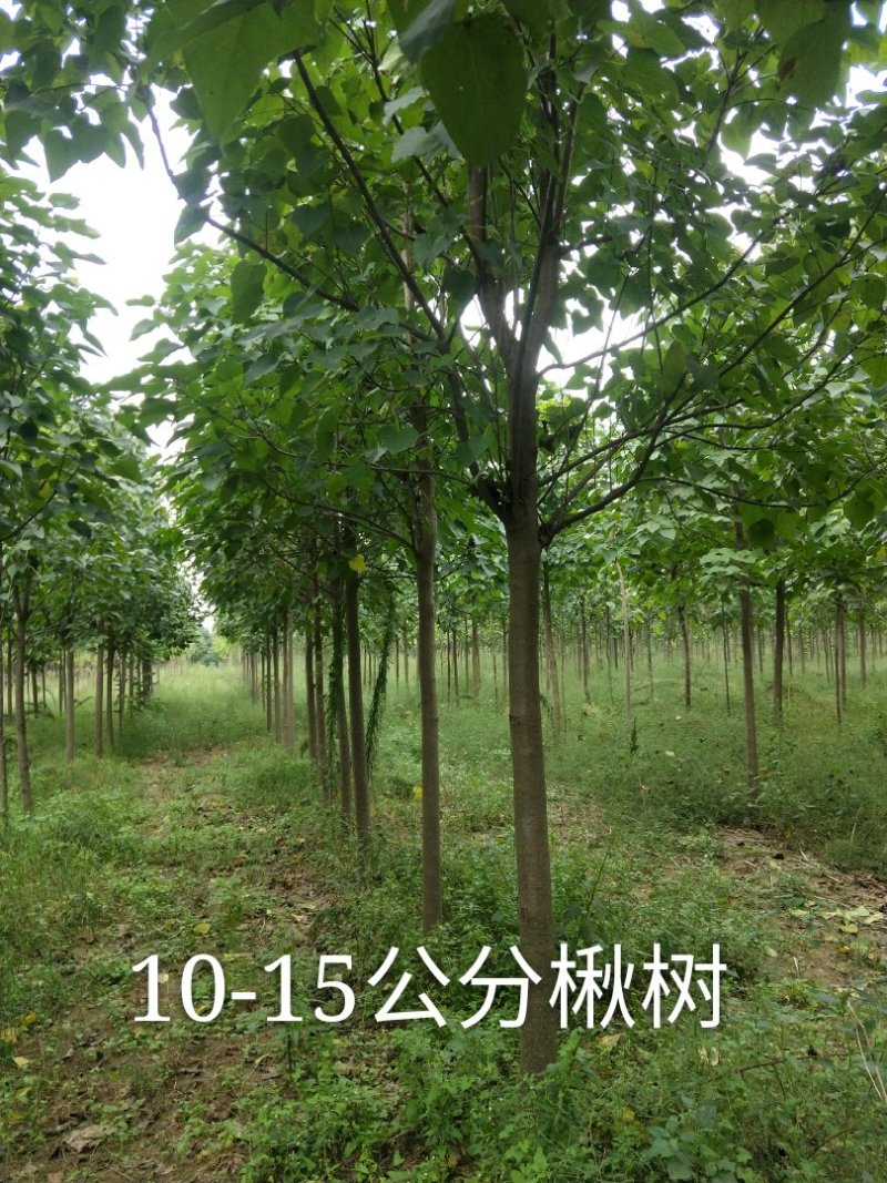 楸树梓树