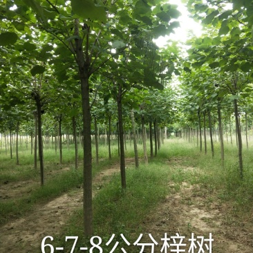 楸树梓树