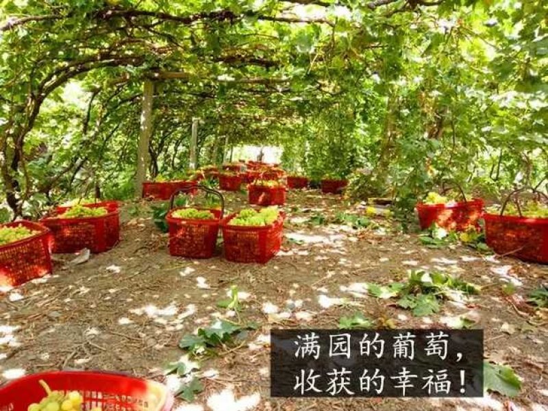 葡萄干