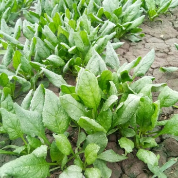 大叶菠菜