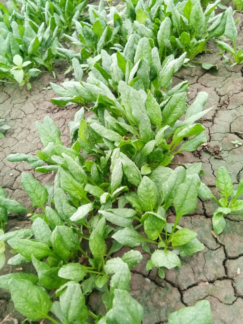 大叶菠菜