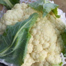 雪玉，花菜精品
