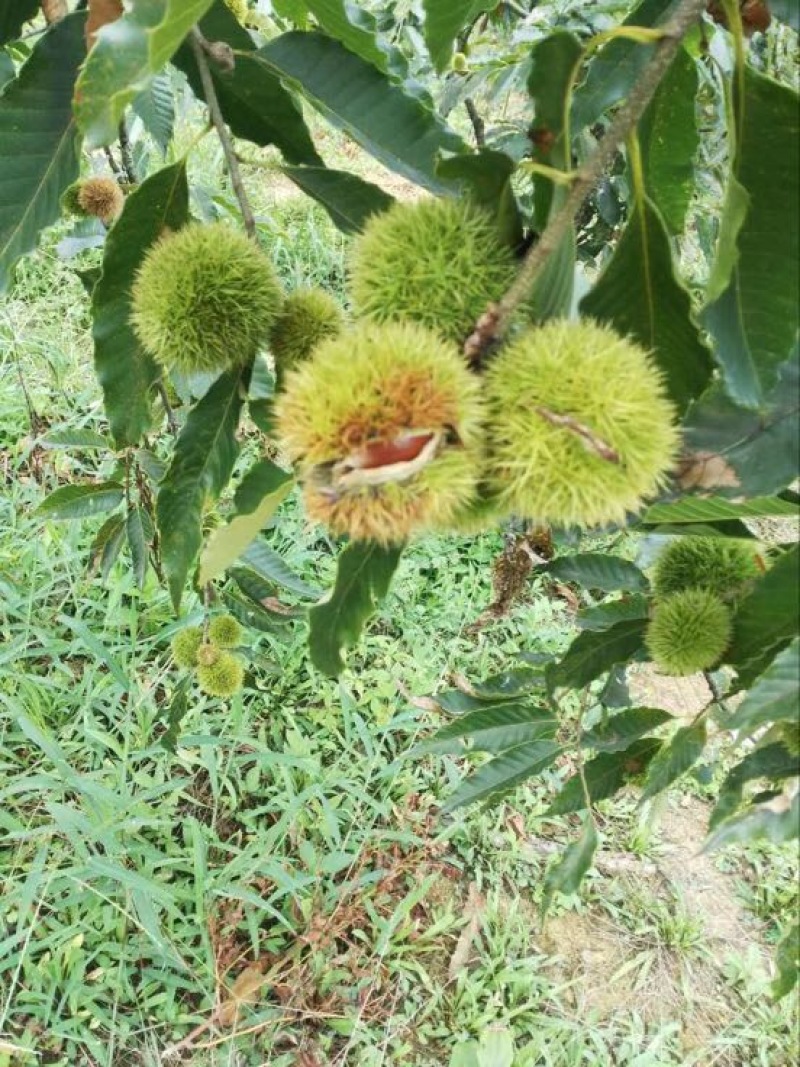 锥栗板栗简称榛子和锥栗，品种分别有.处暑红，油锥