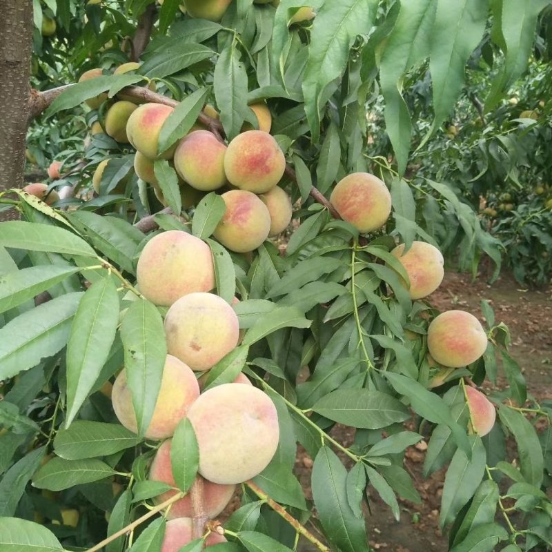 青州蜜桃大量上市需要的老板请电话联系