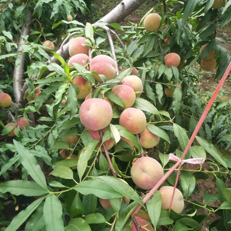 青州蜜桃大量上市需要的老板请电话联系