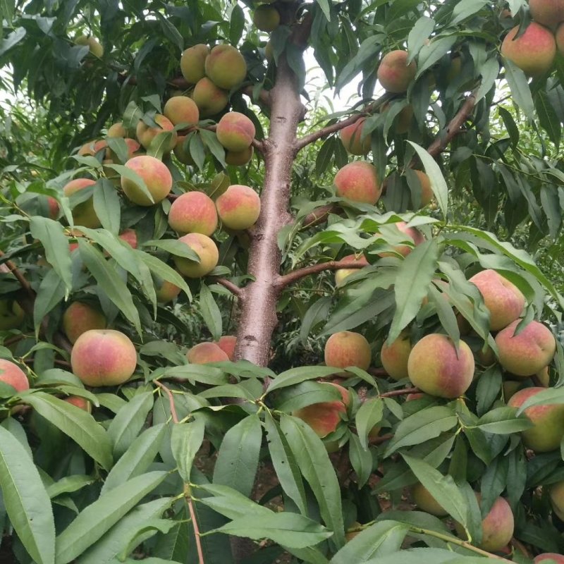 青州蜜桃大量上市需要的老板请电话联系