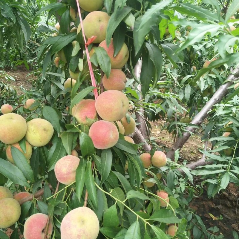青州蜜桃大量上市需要的老板请电话联系
