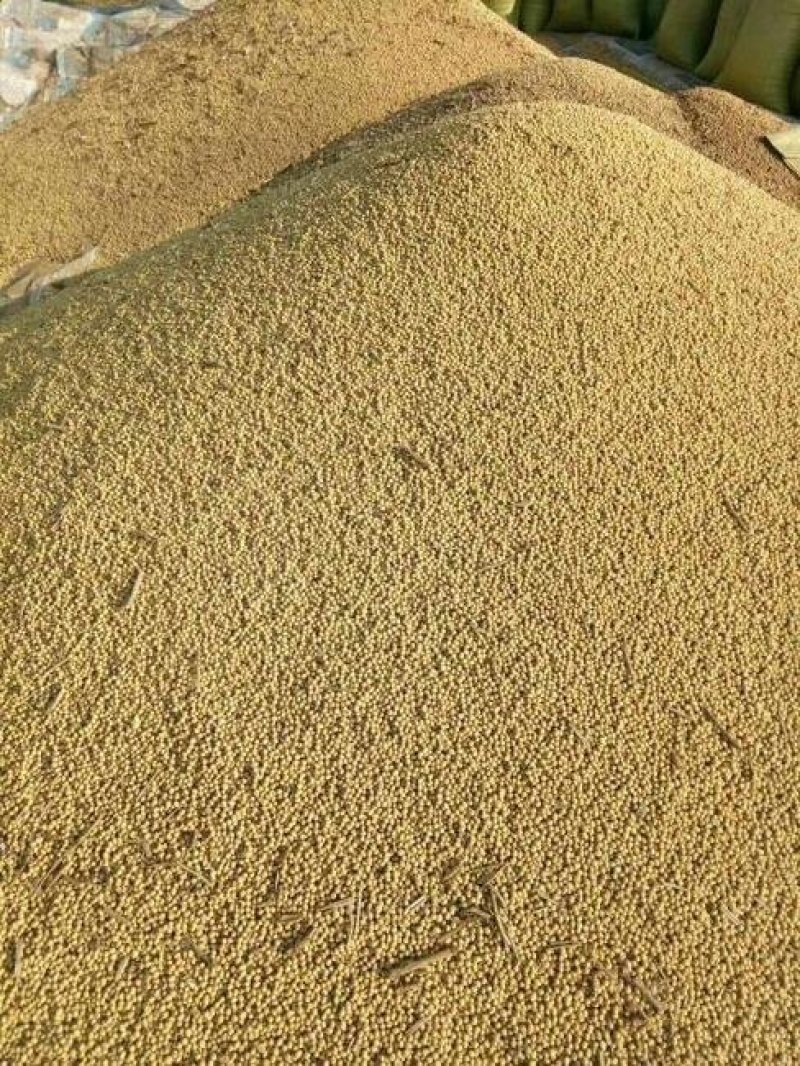 忻府区黄豆质优价廉！
