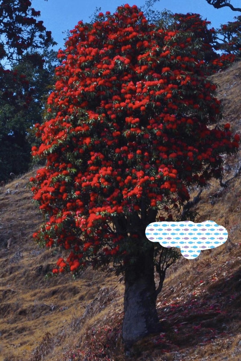 杜鹃古桩
