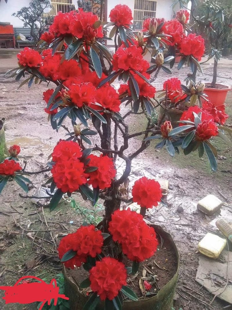 杜鹃古桩