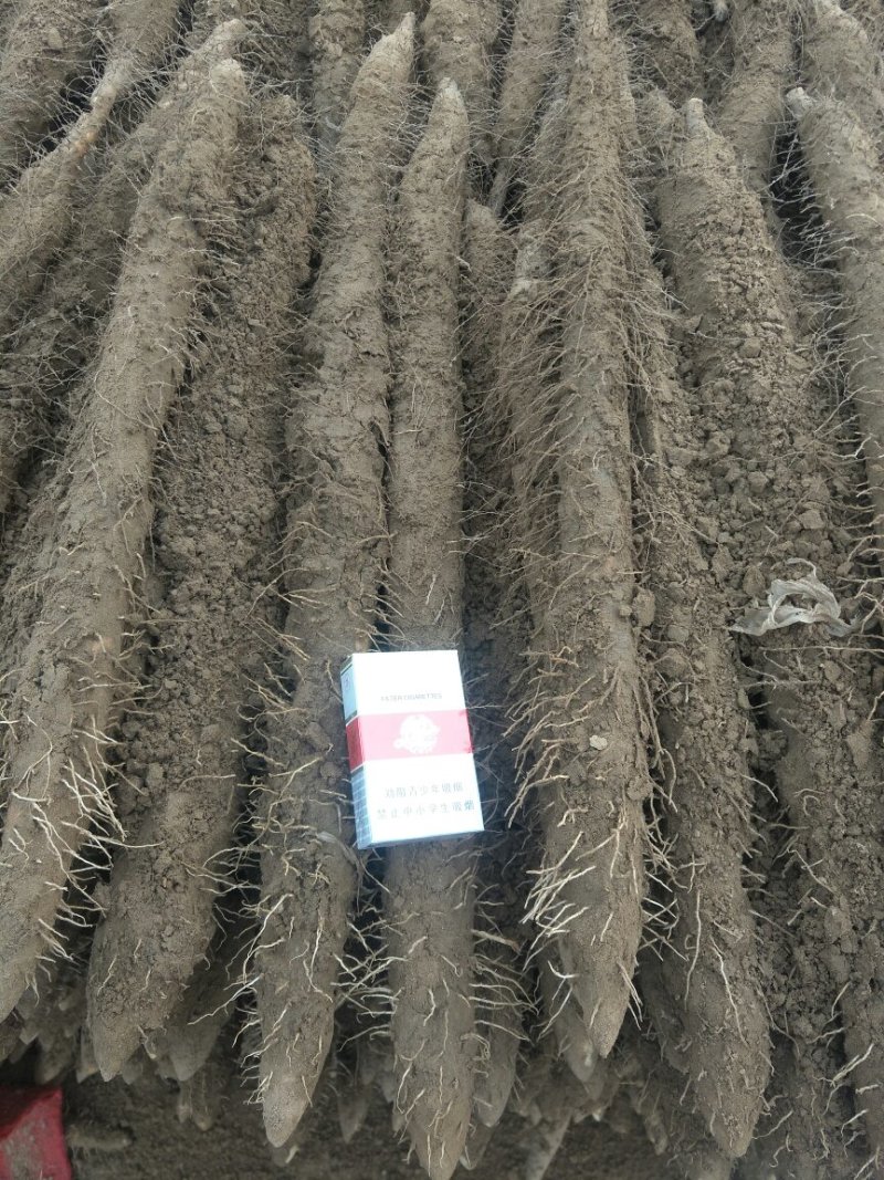 白嘴，棒药，