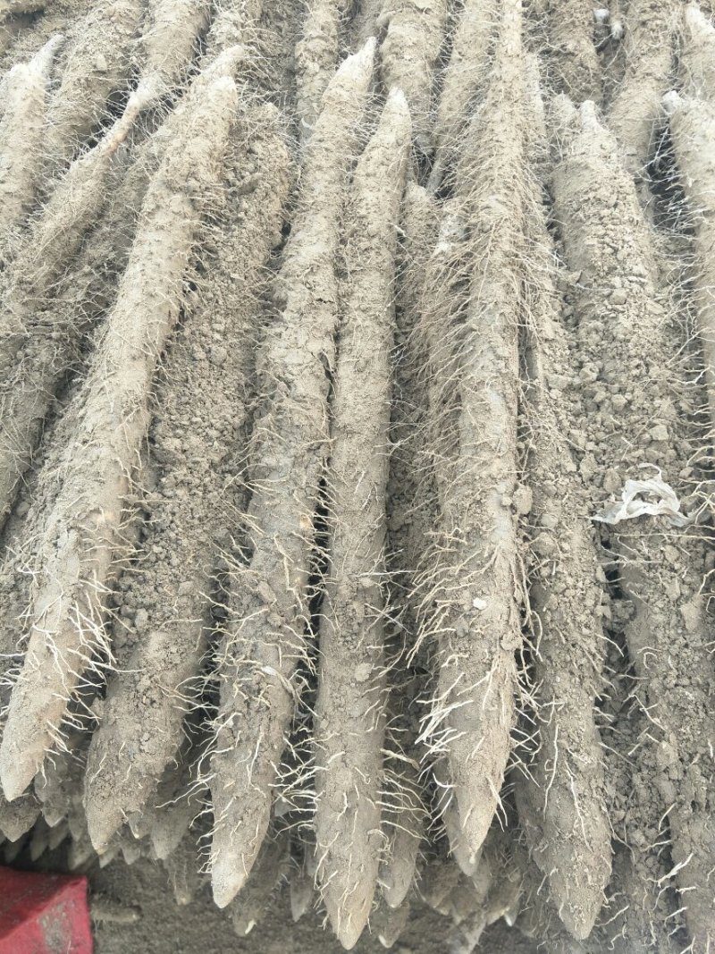白嘴，棒药，