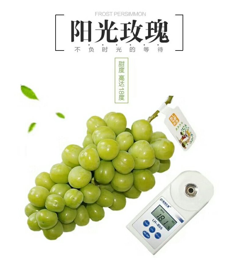 纯正阳光玫瑰葡萄苗一级苗当天现挖免费提供技术服务
