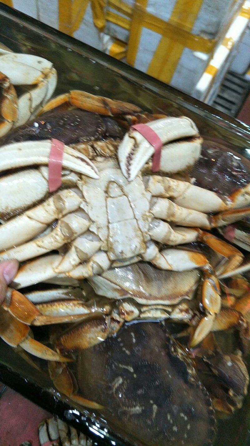批发冰冻，冰鲜珍宝蟹大量价格优惠欢迎海鲜酒楼，海鲜自助餐