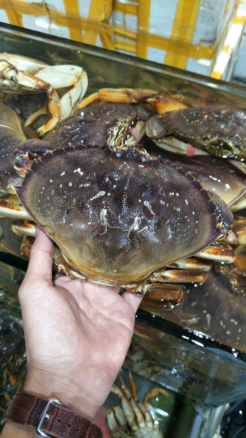 批发冰冻，冰鲜珍宝蟹大量价格优惠欢迎海鲜酒楼，海鲜自助餐