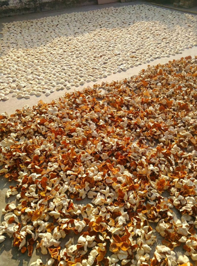 陈皮