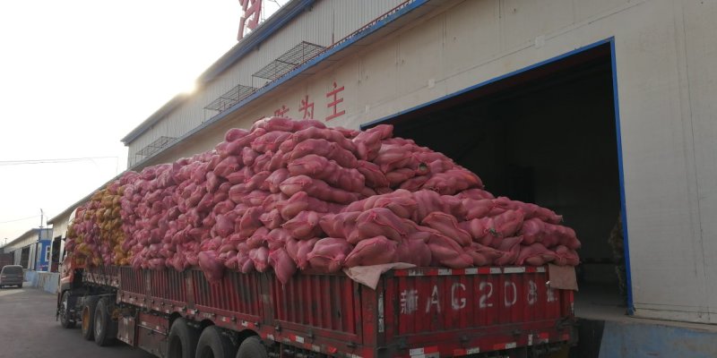 精品新疆贵族南瓜丑瓜实力供应全国发货欢迎来电洽谈
