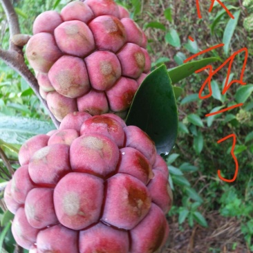 布富娜(黑老虎)