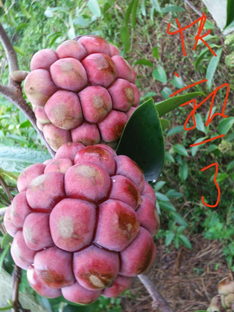 布富娜(黑老虎)