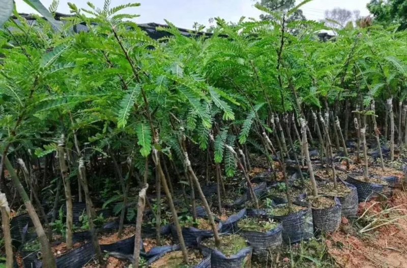 优质余甘果苗基地直发品种诚信经营放心苗