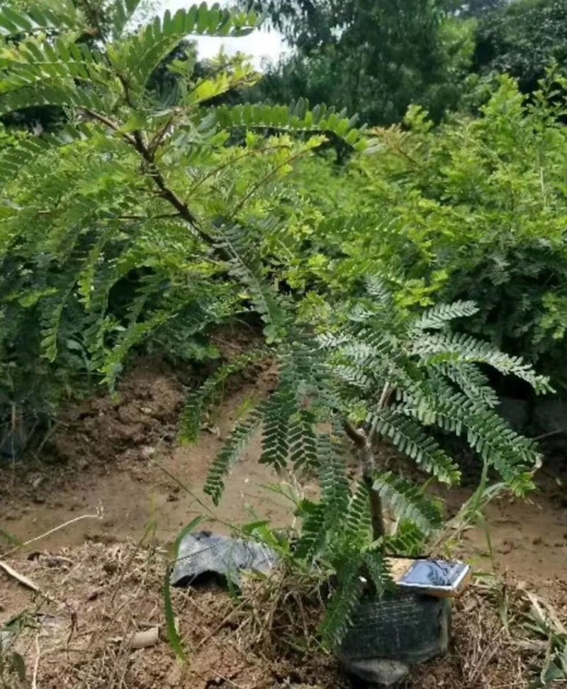 优质余甘果苗基地直发品种诚信经营放心苗