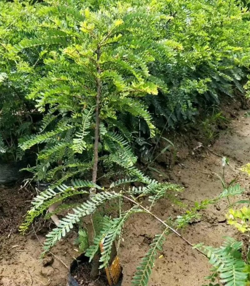 优质余甘果苗基地直发品种诚信经营放心苗