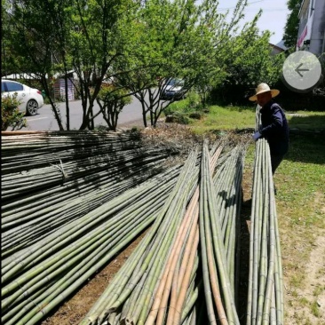 黄竹！撑高竹！搭棚材料