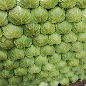 新茬七八成熟甘蓝大棚无黄边无黑点，纯精品二斤左右，供超市