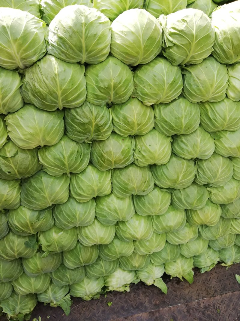 新茬七八成熟甘蓝大棚无黄边无黑点，纯精品二斤左右，供超市