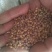 18年新产苦参种子，纯度高，芽率高，无杂质1