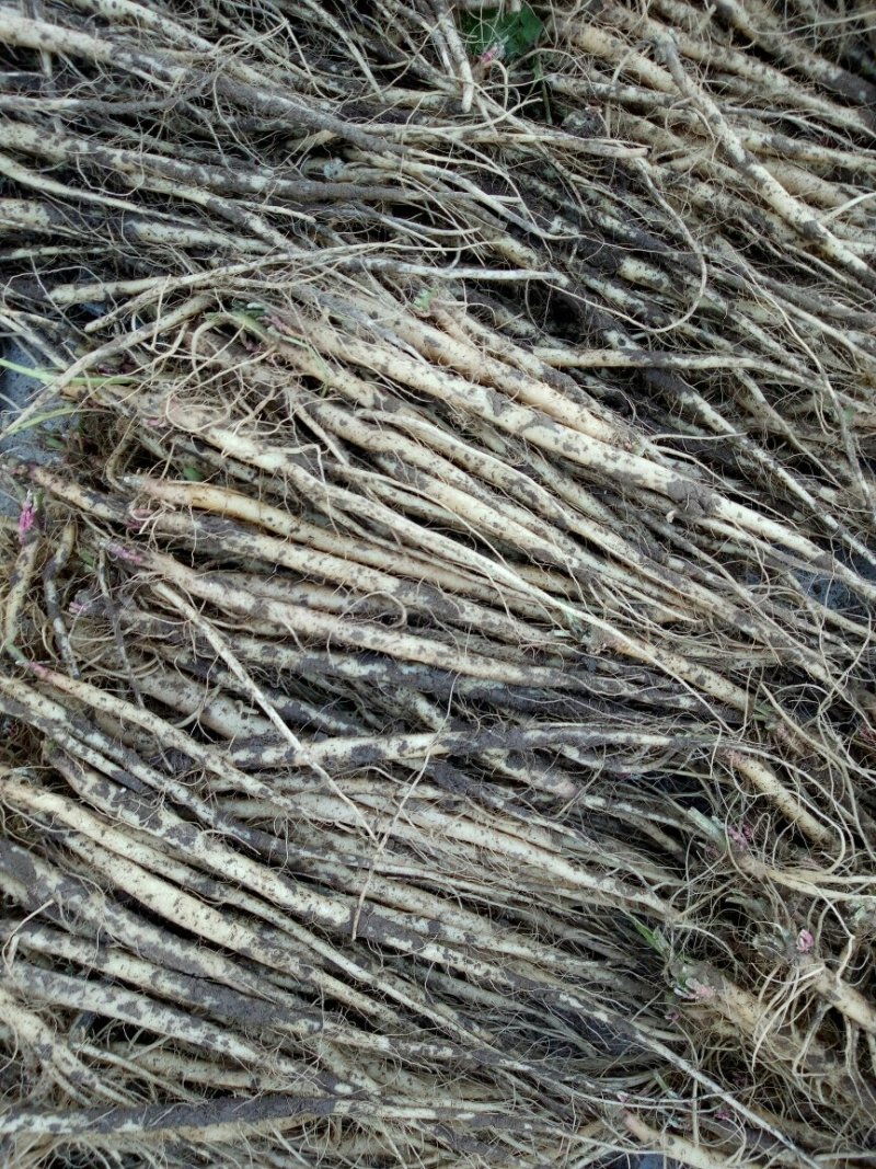 牛膝