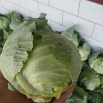 精品甘蓝