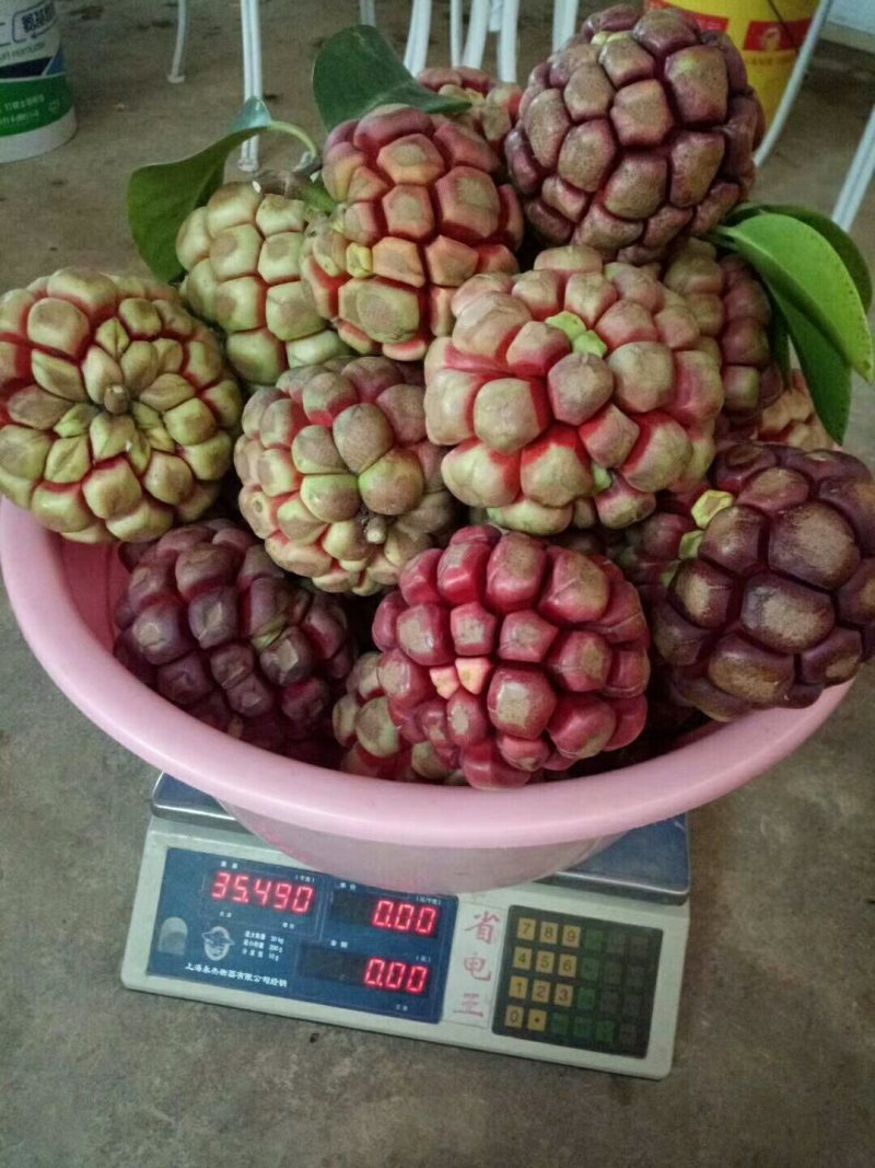 大量供应黑老虎鲜果